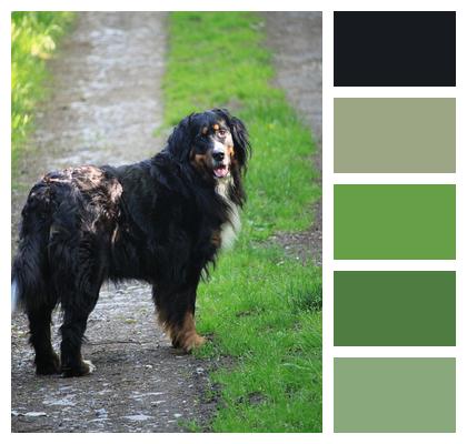 Nature Dog Bernese Mountain Dog Image